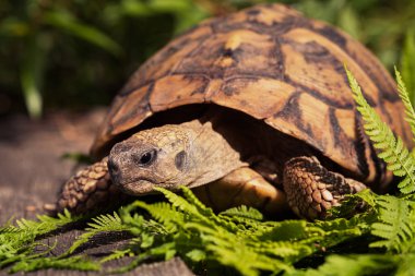 Çimlerin arasındaki taşın üzerindeki kaplumbağa, derin alan derinliğine dikkat et.