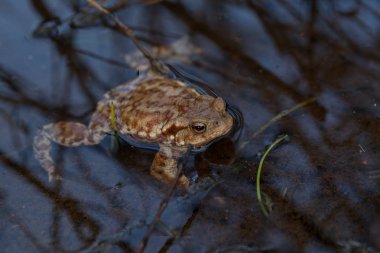 Sığ sularda kurbağa ve etrafındaki bitkiler, sığ alan derinliğine dikkat edin.