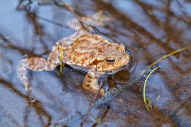 Sığ sularda kurbağa ve etrafındaki bitkiler, sığ alan derinliğine dikkat edin.