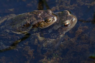 Suda çiftleşen kurbağa, alan derinliğine dikkat edin.