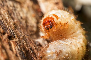 Larvalar, ağaç kabuklarına yaklaşın, derin alan derinliğine dikkat edin.