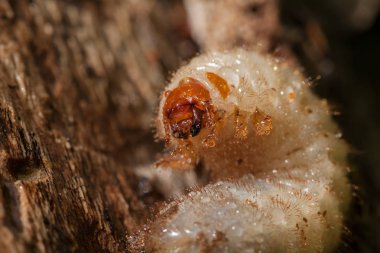 Larvalar, ağaç kabuklarına yaklaşın, derin alan derinliğine dikkat edin.