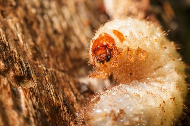 Larvalar, ağaç kabuklarına yaklaşın, derin alan derinliğine dikkat edin.