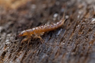 Doğadaki su böceği larvası, yüzeysel alan derinliğine dikkat edin.