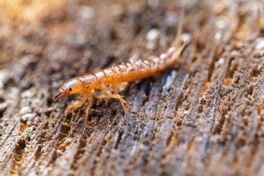 Doğadaki su böceği larvası, yüzeysel alan derinliğine dikkat edin.