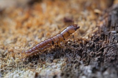 Doğadaki su böceği larvası, yüzeysel alan derinliğine dikkat edin.