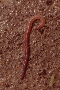 Yağmurdan sonra beton üzerinde toprak solucanı, alanın sığ derinliğine dikkat et.