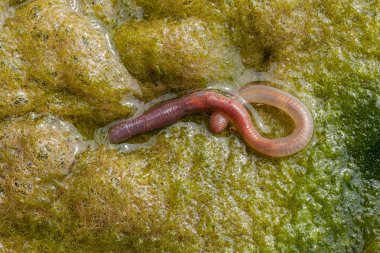 solucan yeşil conferva, not alan sığ derinliği içinde