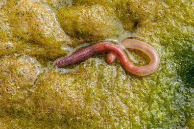 solucan yeşil conferva, not alan sığ derinliği içinde