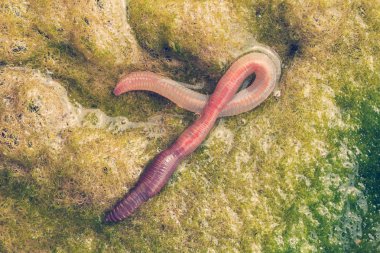 solucan yeşil conferva, not alan sığ derinliği içinde