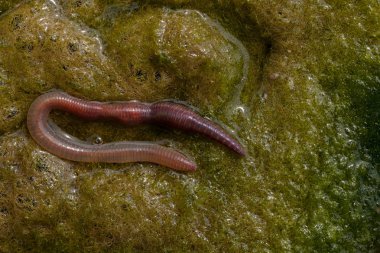 solucan yeşil conferva, not alan sığ derinliği içinde