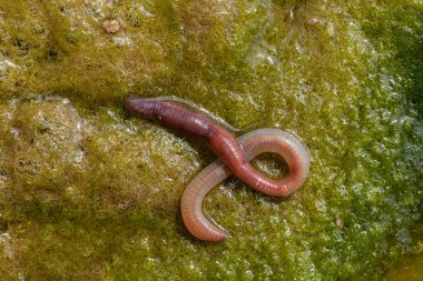 solucan yeşil conferva, not alan sığ derinliği içinde
