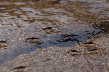 Su yüzeyindeki aralıktaki tahtakurularının türleri, alanın derinliğine dikkat edin