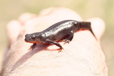 Triturus vulgaris insanın elinde, derin alan derinliğine dikkat edin.