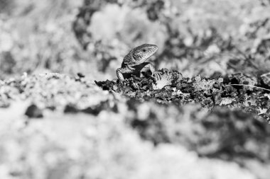 Kırsal kesimdeki taş tabanda kertenkele, yüzeysel alan derinliğine dikkat edin.