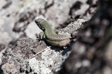 Kırsal kesimdeki taş tabanda kertenkele, yüzeysel alan derinliğine dikkat edin.
