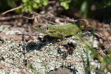 Kırsal kesimdeki taş tabanda kertenkele, yüzeysel alan derinliğine dikkat edin.