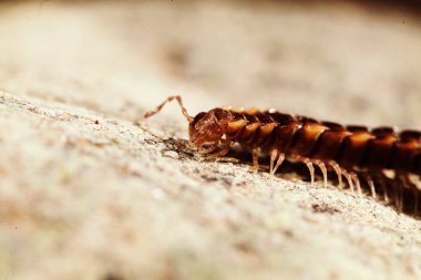 Kahverengi Çıyan, taş kayaların üzerinde zırh var. Sığ alan derinliğine dikkat edin.