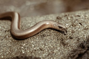 Doğadaki bir kayanın üzerindeki kör solucan, derin alan derinliğine dikkat et.