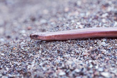 Doğadaki bir kayanın üzerindeki kör solucan, derin alan derinliğine dikkat et.