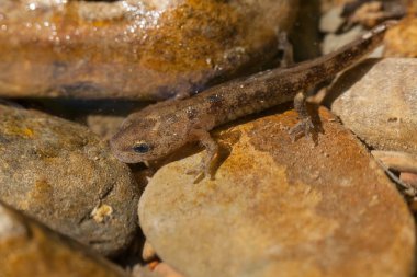 Kayaların arasındaki semender larvası, yüzeysel alan derinliğine dikkat edin.