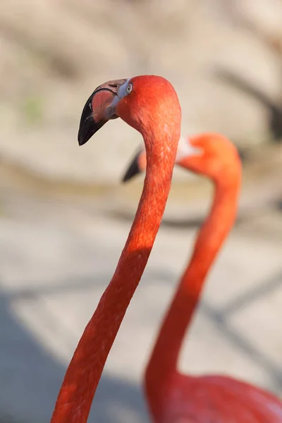 Två Exotiska Flamingos Ljus Bakgrund Notera Grunt Skärpedjup — Stockfoto