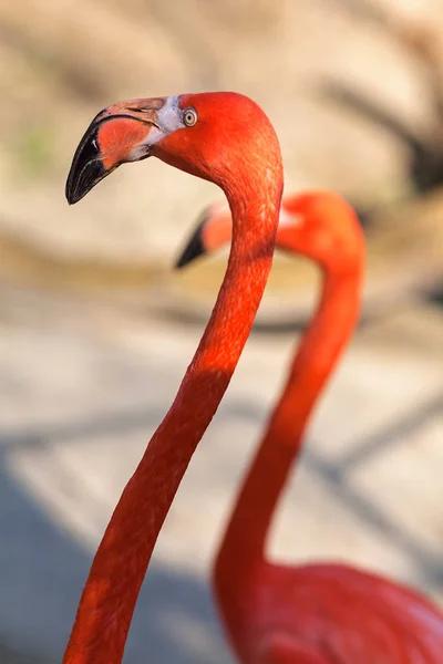 Två Exotiska Flamingos Ljus Bakgrund Notera Grunt Skärpedjup — Stockfoto