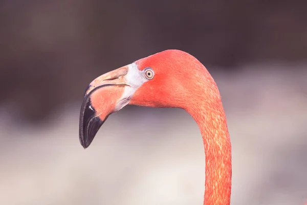 Exotische Vogel Flamingo Natuur Opmerking Ondiepe Diepte Van Het Veld — Stockfoto