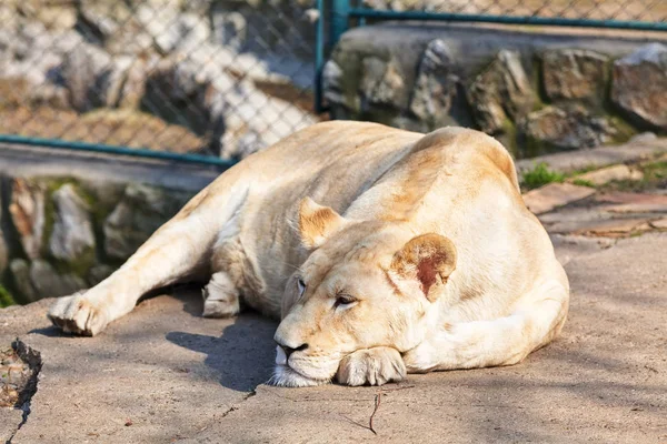 White Lioness Zoo Resting Note Shallow Depth Field — Stock Photo, Image