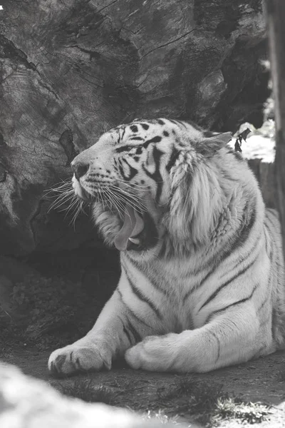 Schöner Weißer Tiger Zoo Beachten Sie Flache Schärfentiefe — Stockfoto