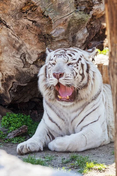 Belo Tigre Branco Zoológico Observe Profundidade Rasa Campo — Fotografia de Stock