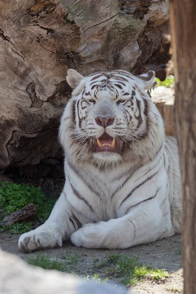 Belo Tigre Branco Zoológico Observe Profundidade Rasa Campo — Fotografia de Stock