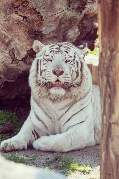 Beautiful White Tiger Zoo Note Shallow Depth Field — Stok fotoğraf
