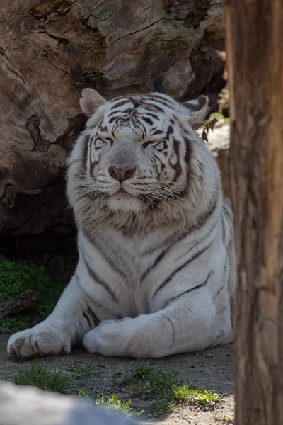 美丽的白虎在动物园里 注意浅浅的田野 — 图库照片