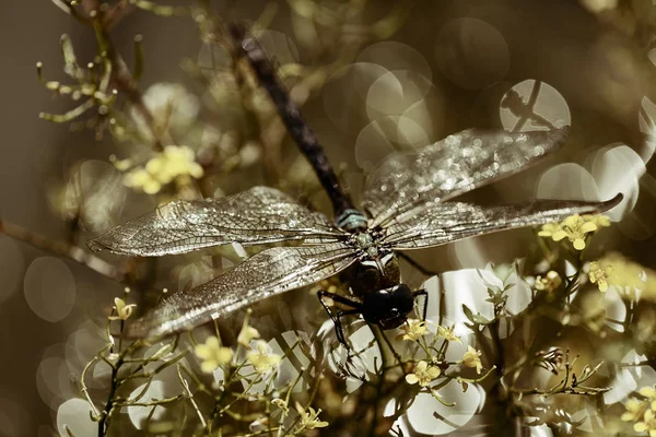 Libélula Las Flores Bajo Reflexión Solar Nota Poca Profundidad Campo — Foto de Stock