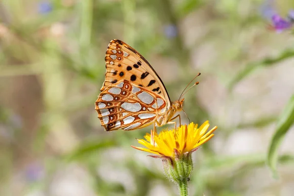 Piccola Farfalla Colorata Sul Fiore Tarassaco Giallo Nota Superficiale Profondità — Foto Stock