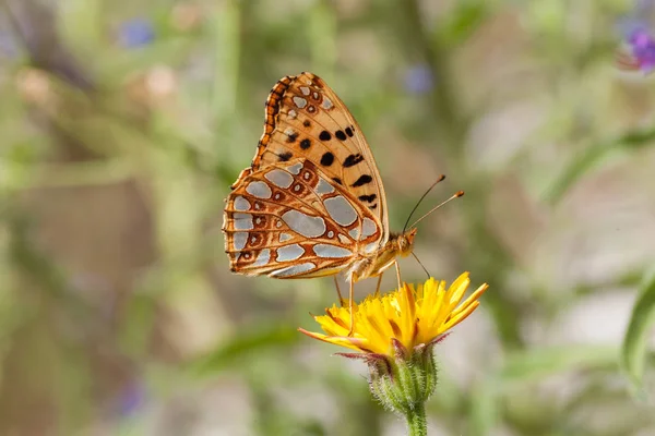 Piccola Farfalla Colorata Sul Fiore Tarassaco Giallo Nota Superficiale Profondità — Foto Stock