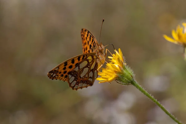 Farfalla Sul Dente Leone Giallo Natura Nota Profondità Campo Poco — Foto Stock