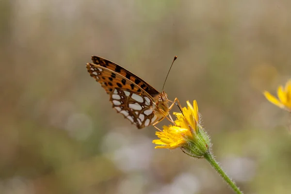 Piccola Farfalla Colorata Sul Fiore Tarassaco Giallo Nota Superficiale Profondità — Foto Stock