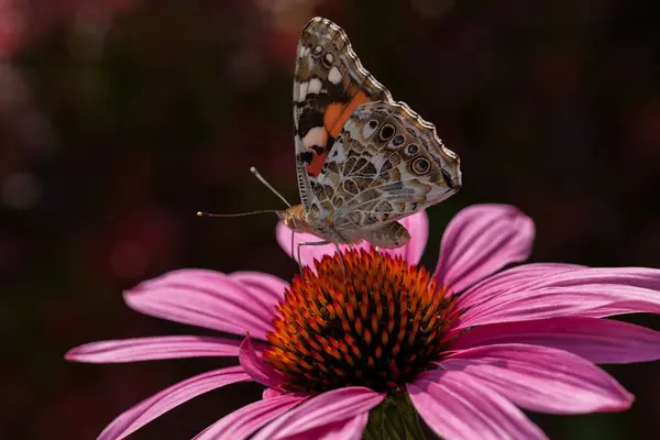 Farfalla Colorata Sul Fiore Rosa Aperto Natura Nota Profondità Campo — Foto Stock