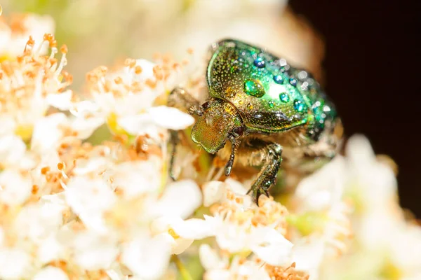 Scarabeo Verde Lucido Fiori Bianchi Nota Profondità Campo Poco Profonda — Foto Stock