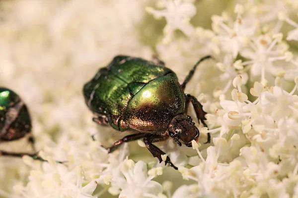 two shiny green beetles on white flowers, note shallow depth of field