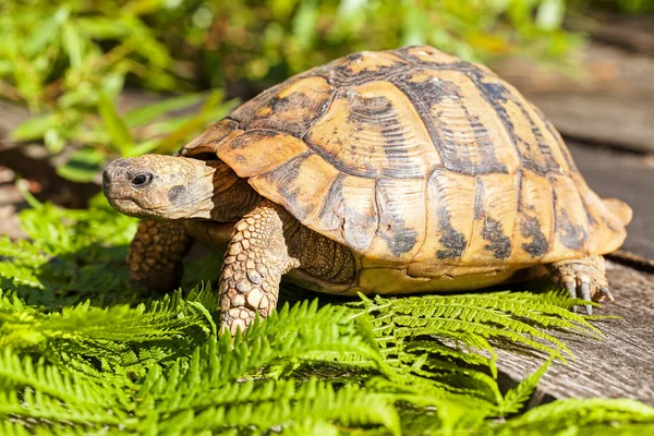 Tortoise Stone Grass Note Shallow Depth Field — Stock Photo, Image