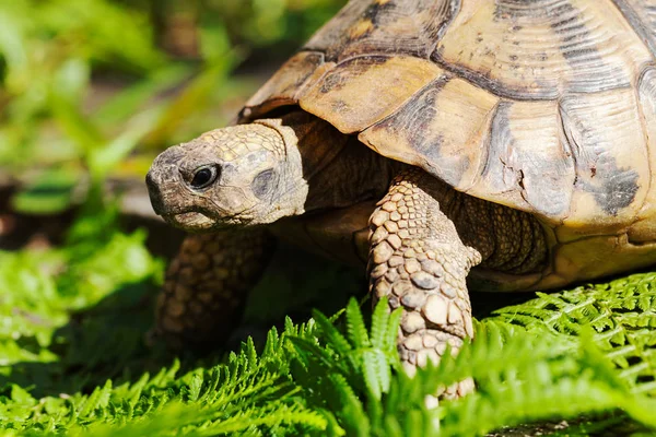 Tortoise Stone Grass Note Shallow Depth Field — Stock Photo, Image