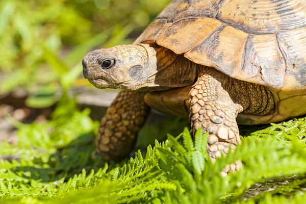 Tortoise Stone Grass Note Shallow Depth Field — Stock Photo, Image