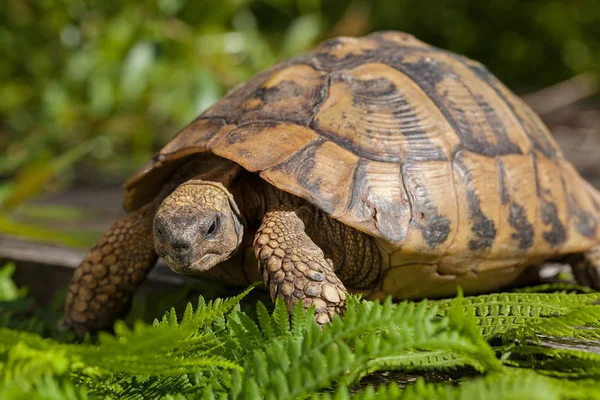 Tortoise Stone Grass Note Shallow Depth Field — Stock Photo, Image