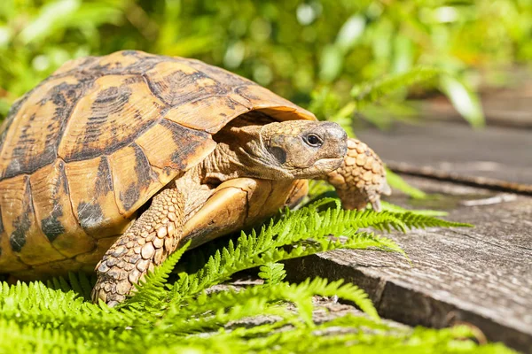 Tortoise Stone Grass Note Shallow Depth Field — Stock Photo, Image