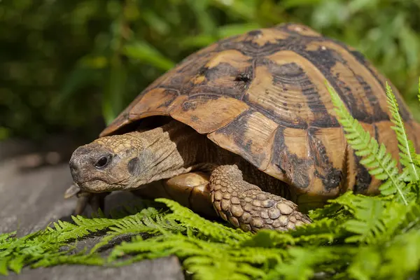 Tortoise Stone Grass Note Shallow Depth Field — Stock Photo, Image