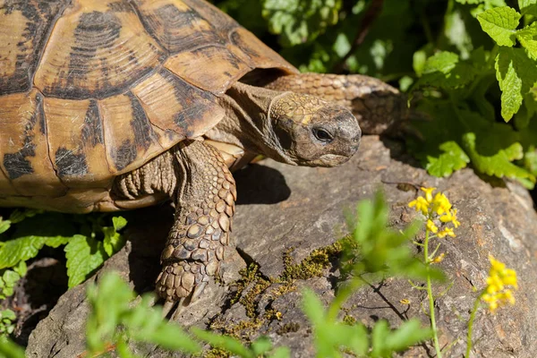 Tortoise Stone Grass Note Shallow Depth Field — Stock Photo, Image