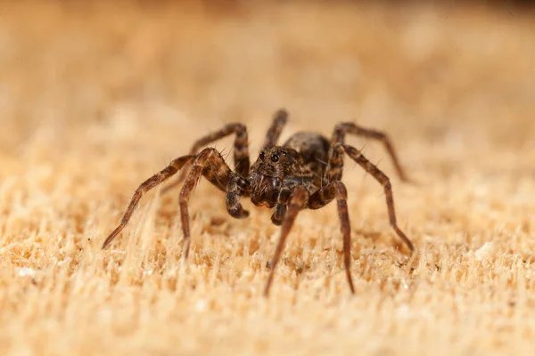 Araña Marrón Tablero Sin Tratar Nota Poca Profundidad Campo — Foto de Stock